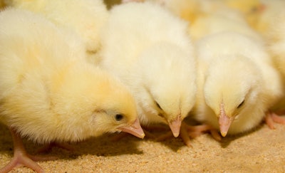 Broiler Chicks Eating