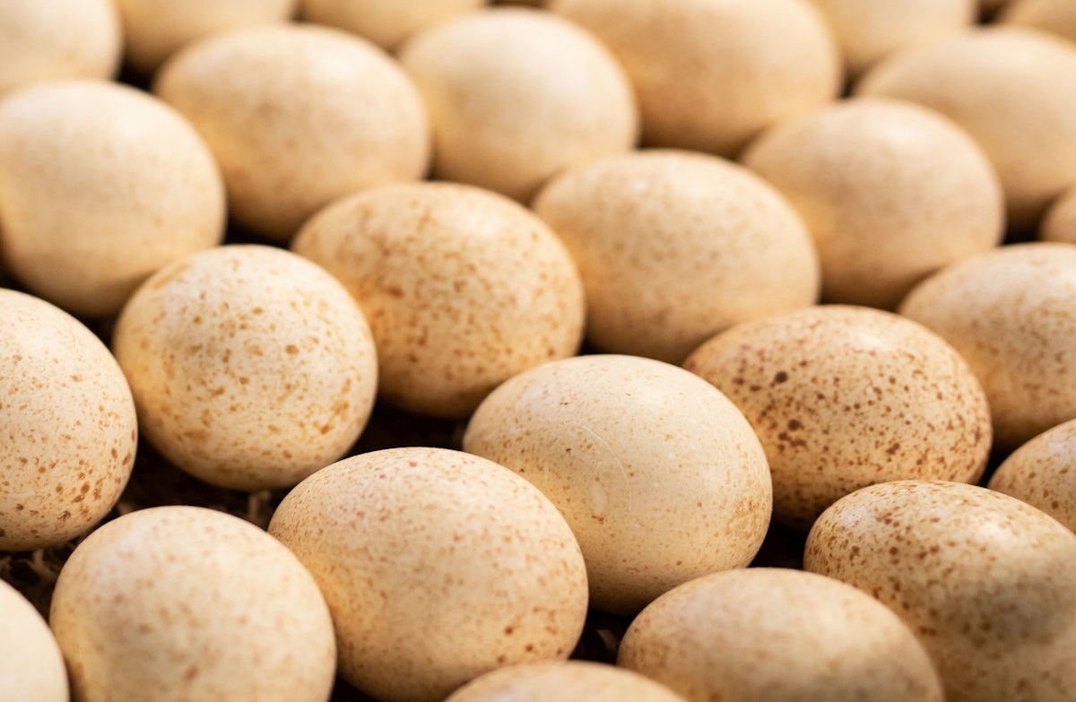 Turkey eggs in US incubators hit 36-year low in June