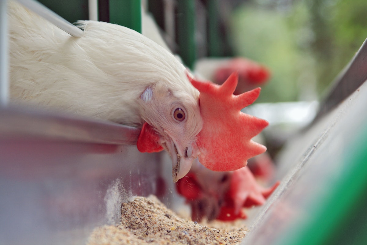 Antibiotic use in British poultry dipped once more in 2023
