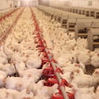 Cage Free Hens In Layer House
