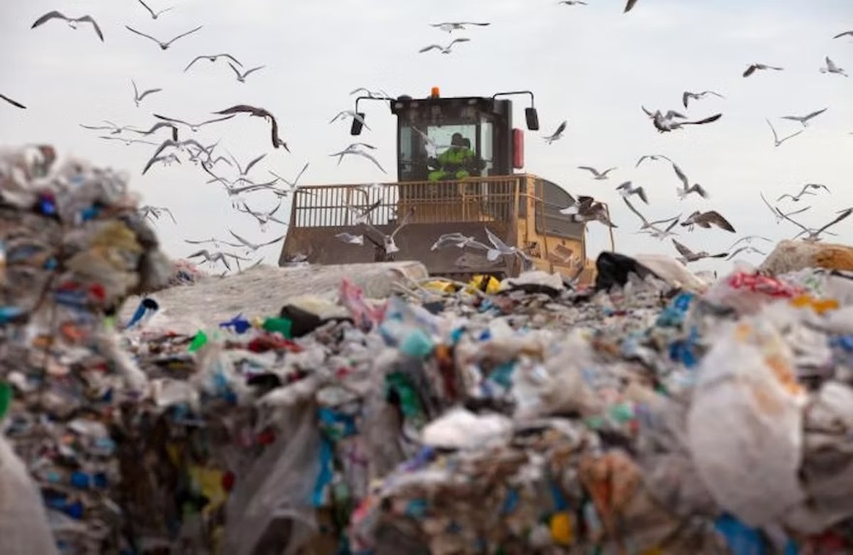 Antibiotic resistant micro organism being unfold by wild birds