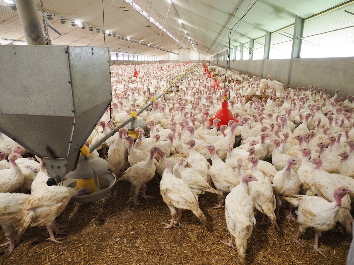 Methods to forestall metapneumovirus in business poultry