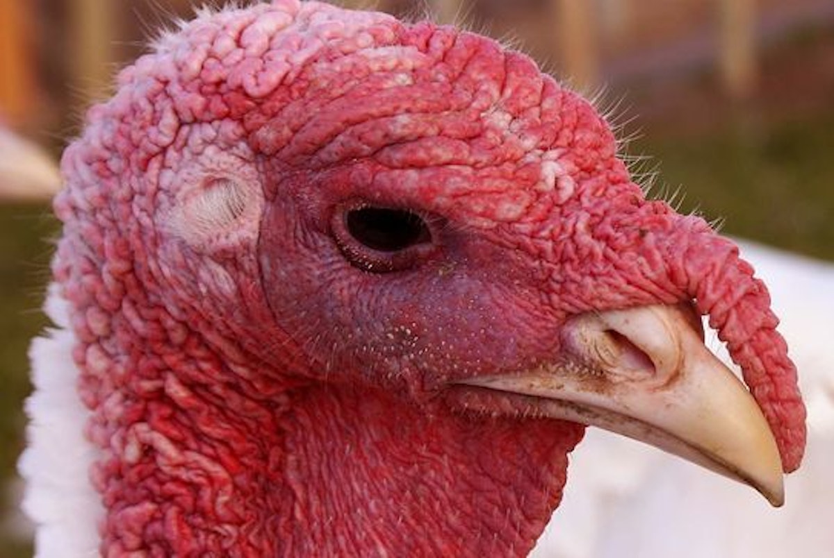 Figuring US turkey losses to avian flu in 2022-24