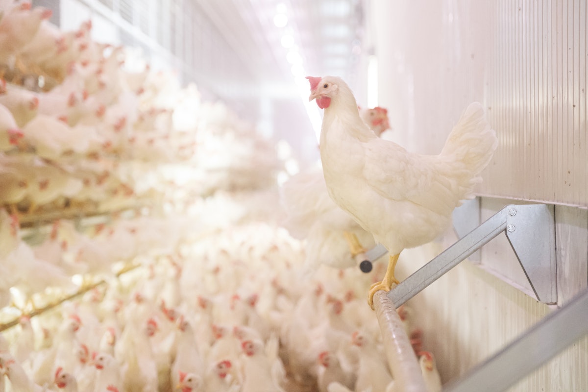 2022-24 evaluate of HPAI’s impact on the USA layer trade