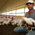 Brazilian Chicken Farmer