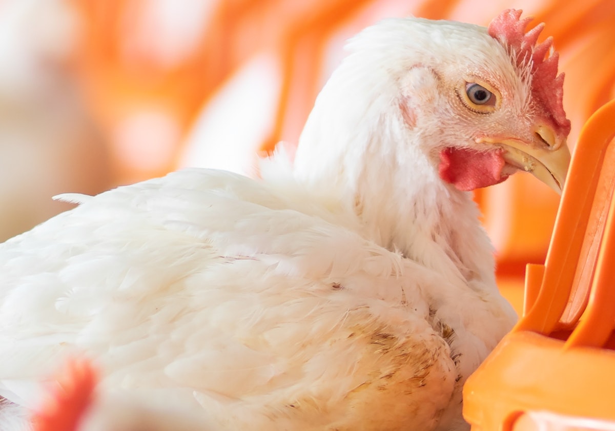 USDA raises broiler manufacturing forecasts