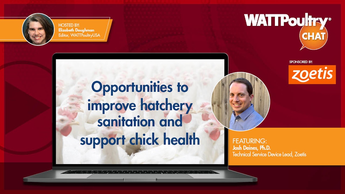 Alternatives to fortify hatchery sanitation and toughen chick well being