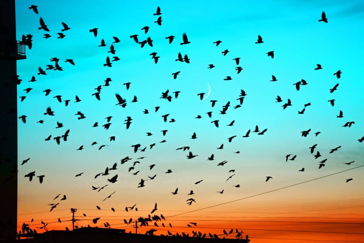 Watch out for every other billion-bird migration evening