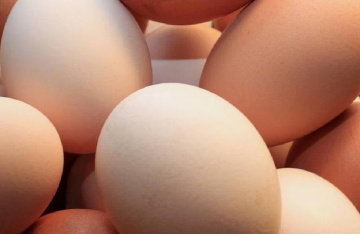UK egg producers to learn from new grocery store scheme