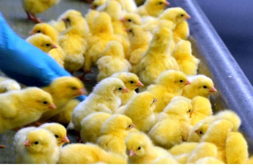 Hatchery Chicks Pilgrim's