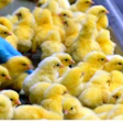 Hatchery Chicks Pilgrim's