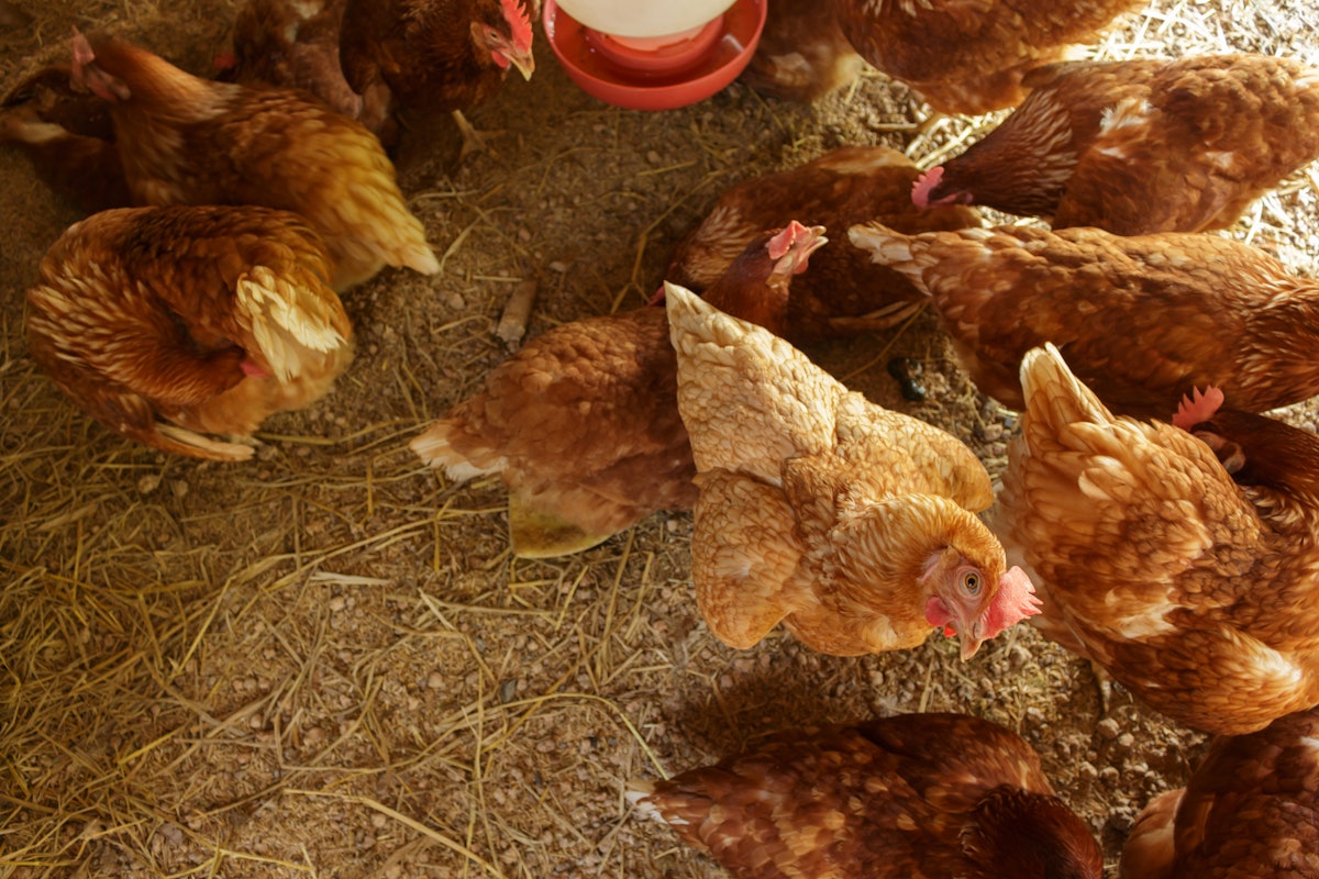 Cal-Maine invests M to amplify cage-free manufacturing