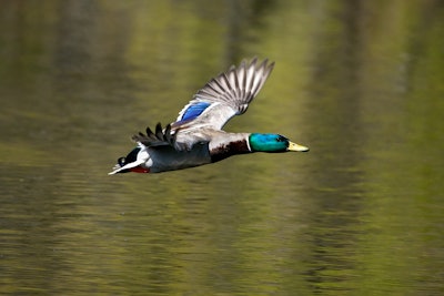 Male Mallard Duck Flying Over Water