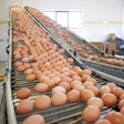 Brown Eggs Conveyor Belt