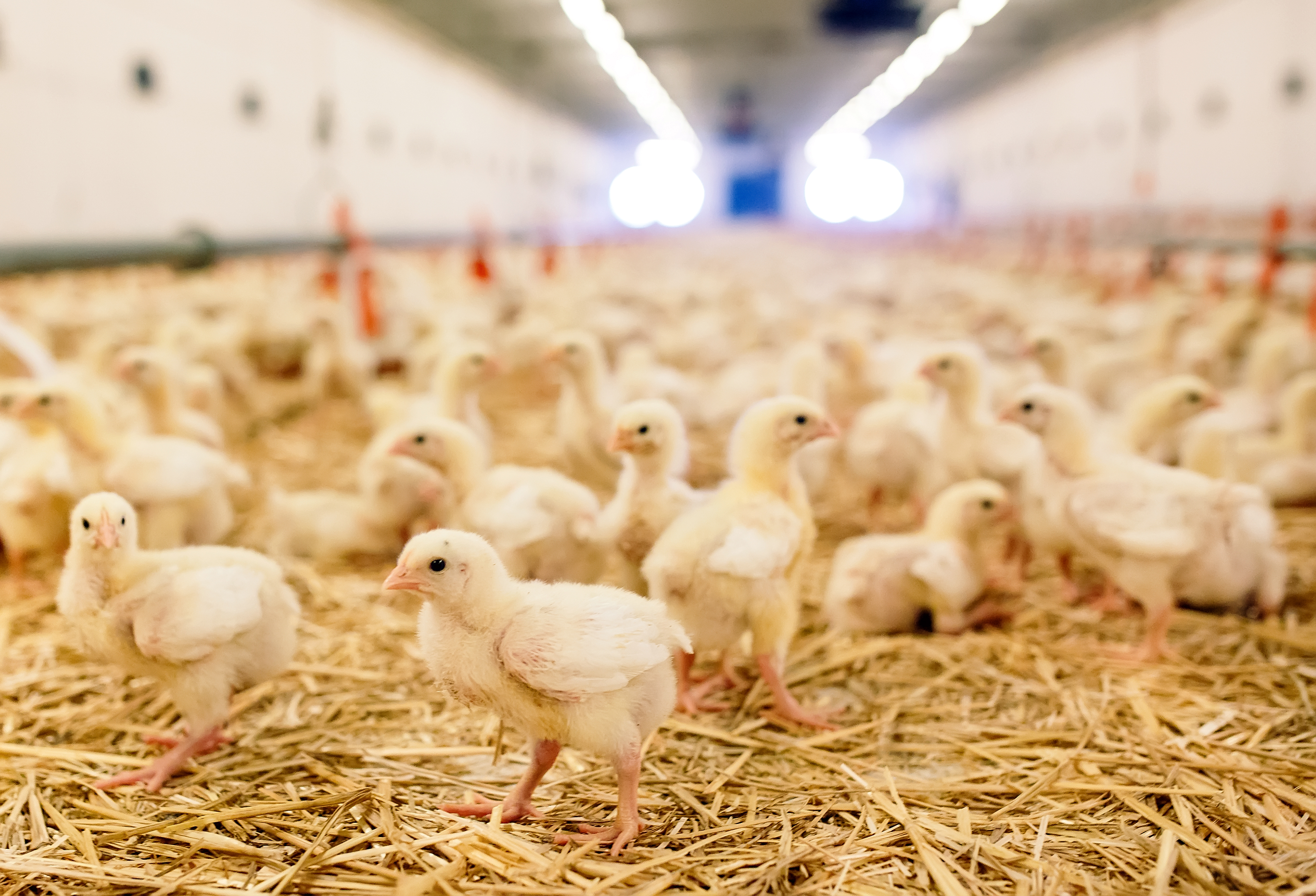 University of Guelph investigates poultry litter biochar | WATTPoultry.com