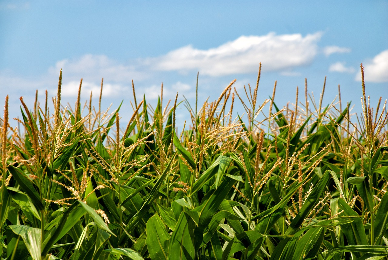 Corn Feild In Sun Pixabay