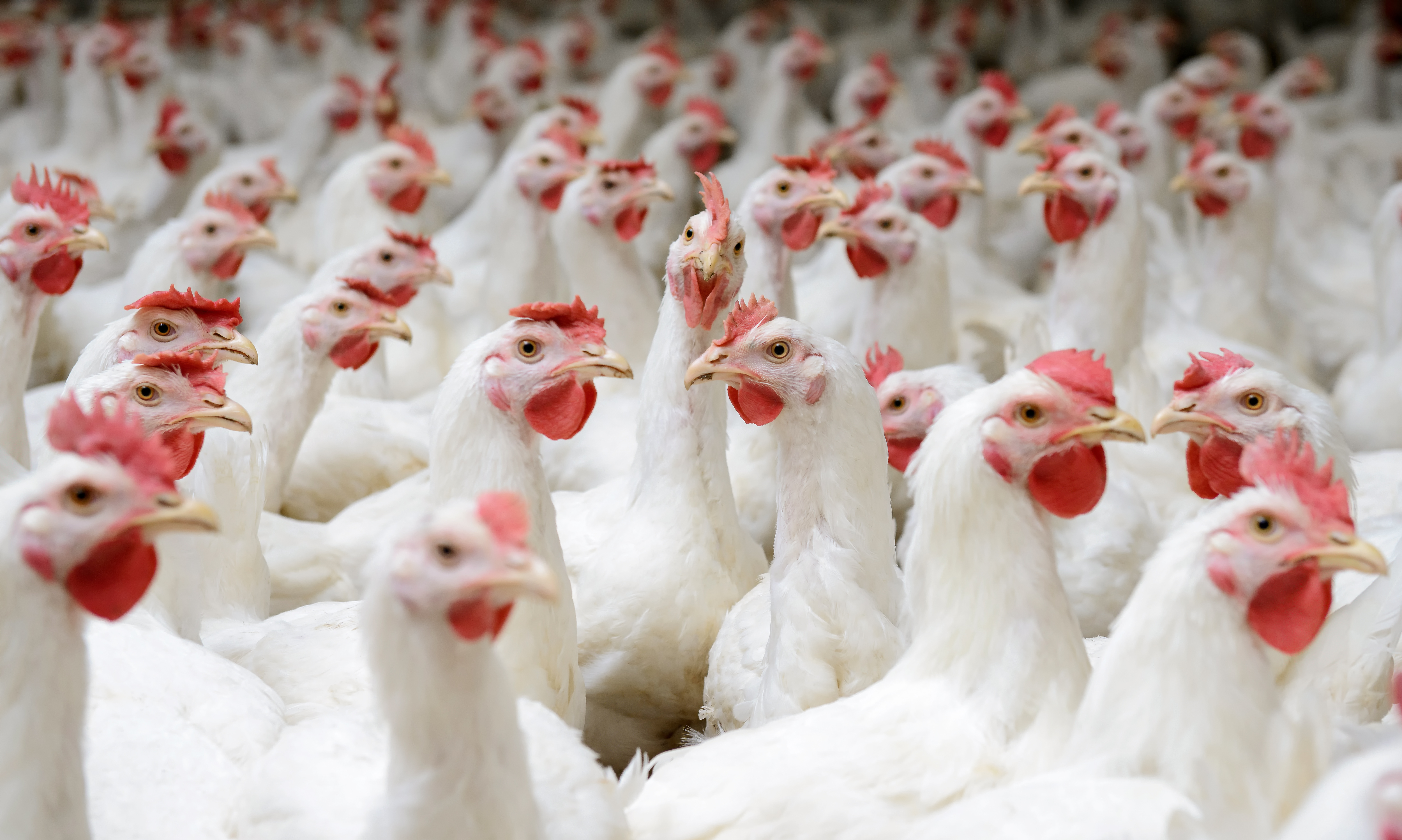 Bacteriophages could improve Salmonella control in poultry ...