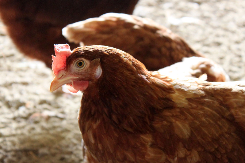 30988108991 4859d81fdd C