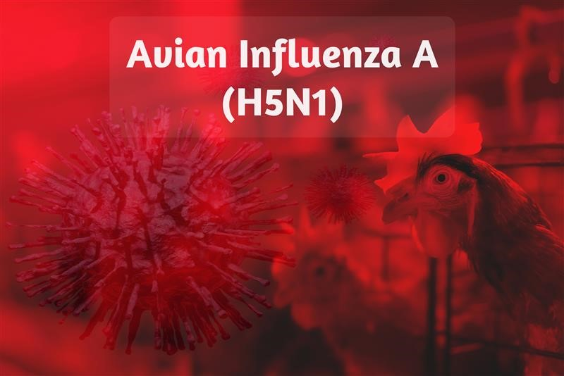 Avian Flu Fahroni Bigstock