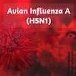 Avian Flu Fahroni Bigstock