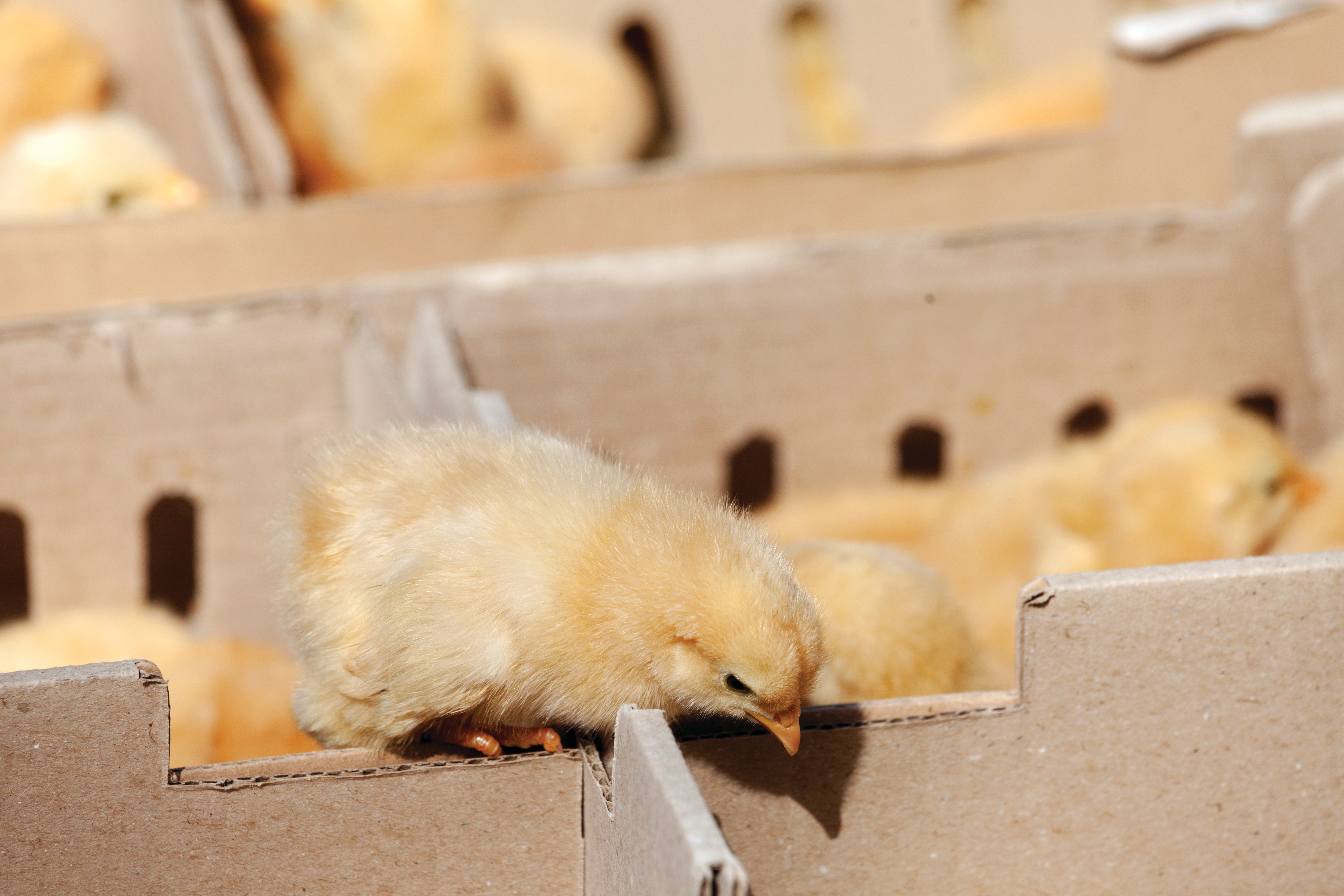 Welfare needs to be a priority at all stages of a chick&rsquo;s journey.