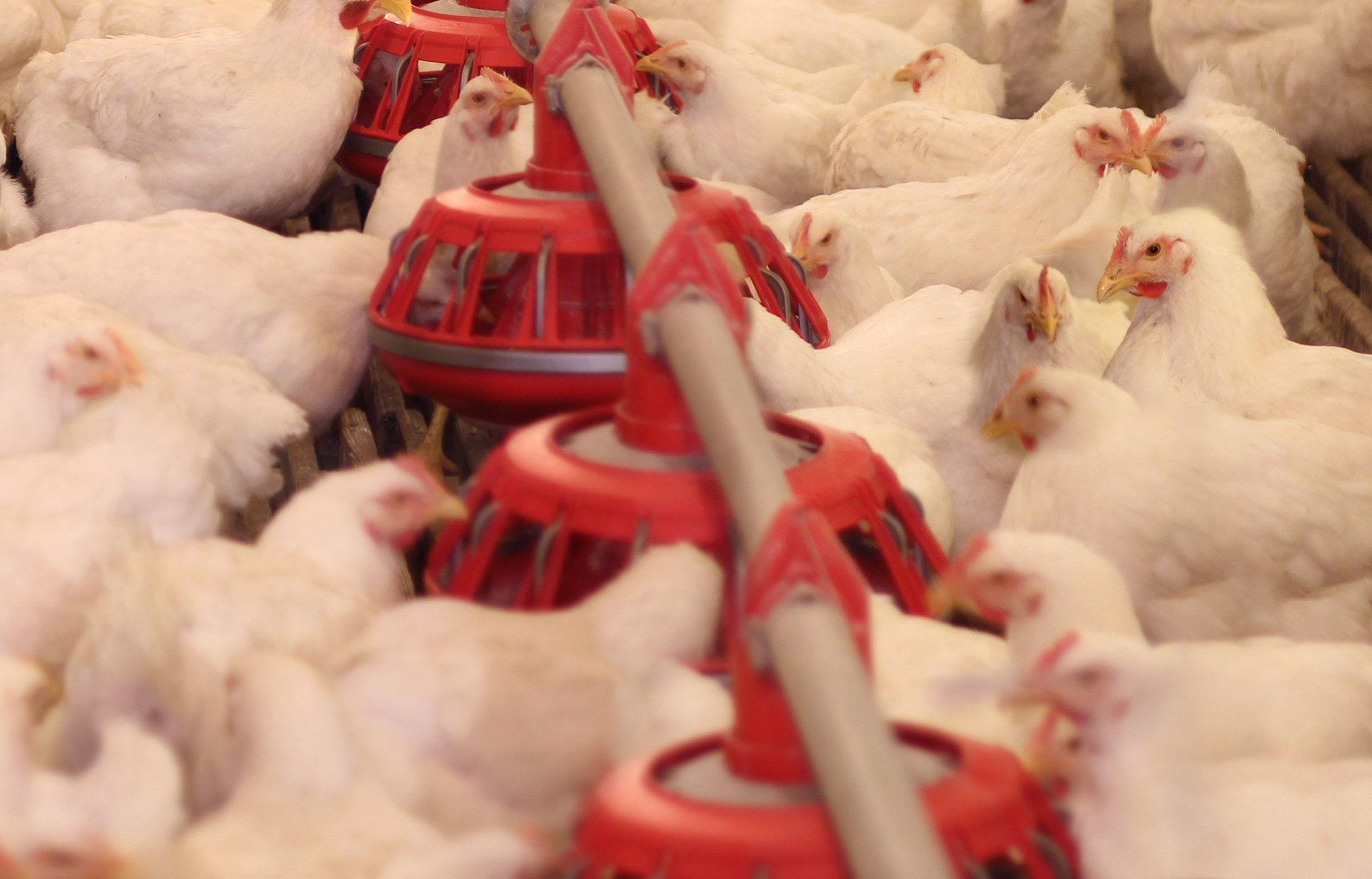 Cage Free Hens Dreamstime