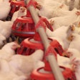 Cage Free Hens Dreamstime