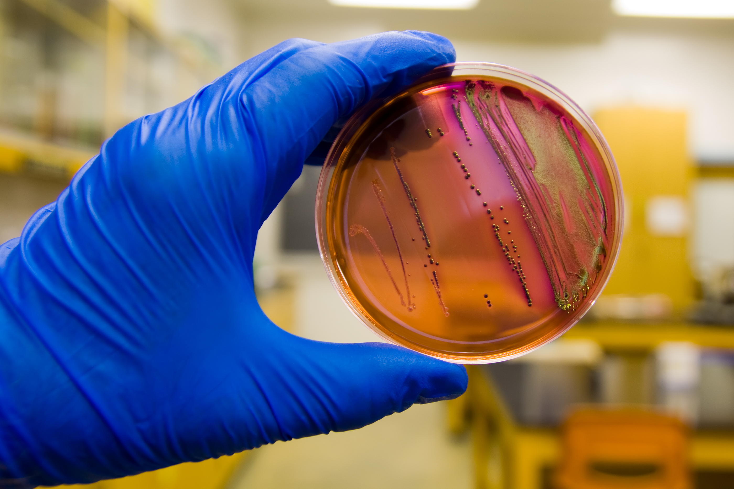 Enterococcus coinfection makes E. coli more deadly in poultry ...