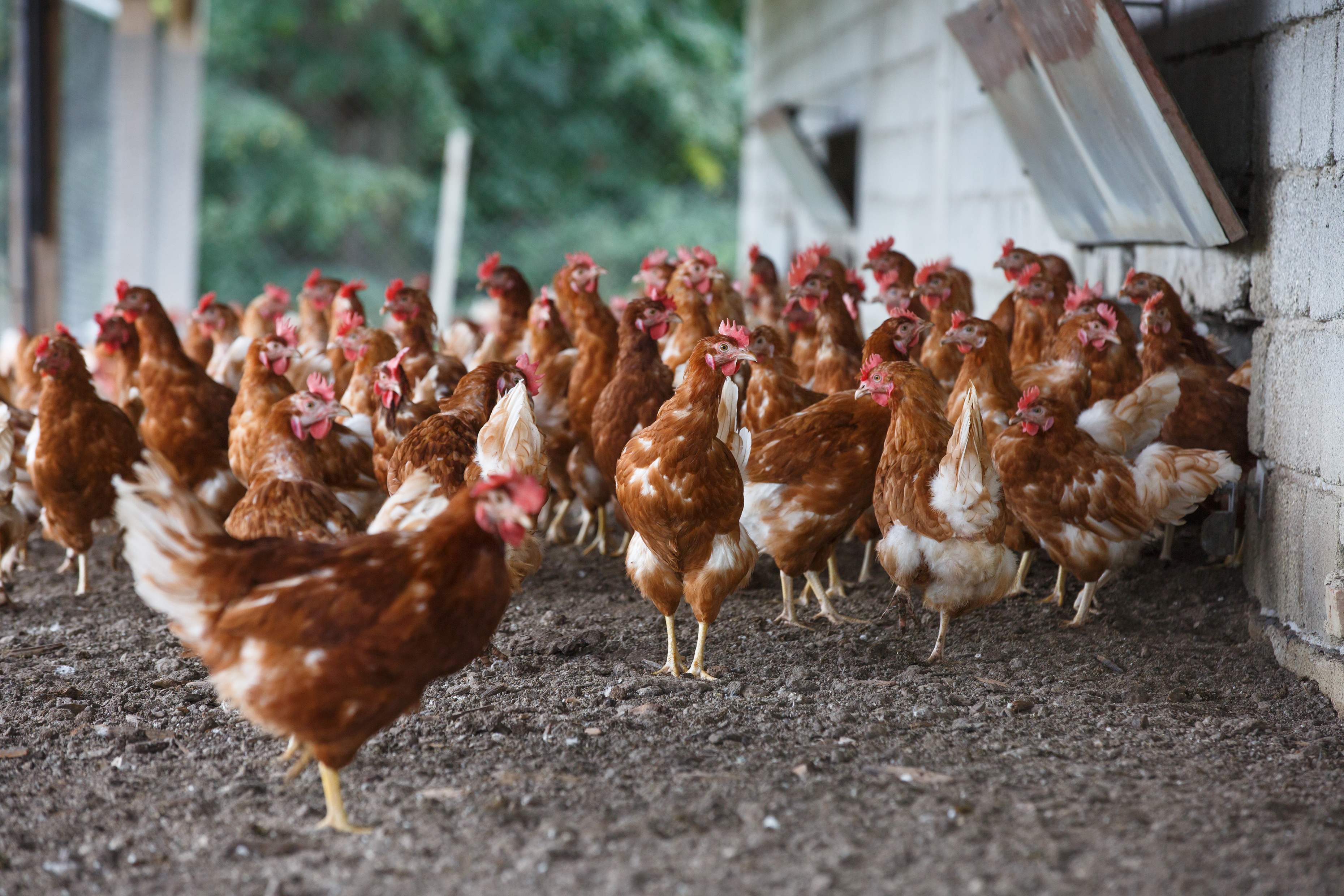 Pasture-raised definition updated after Perdue’s petition | WATTPoultry.com