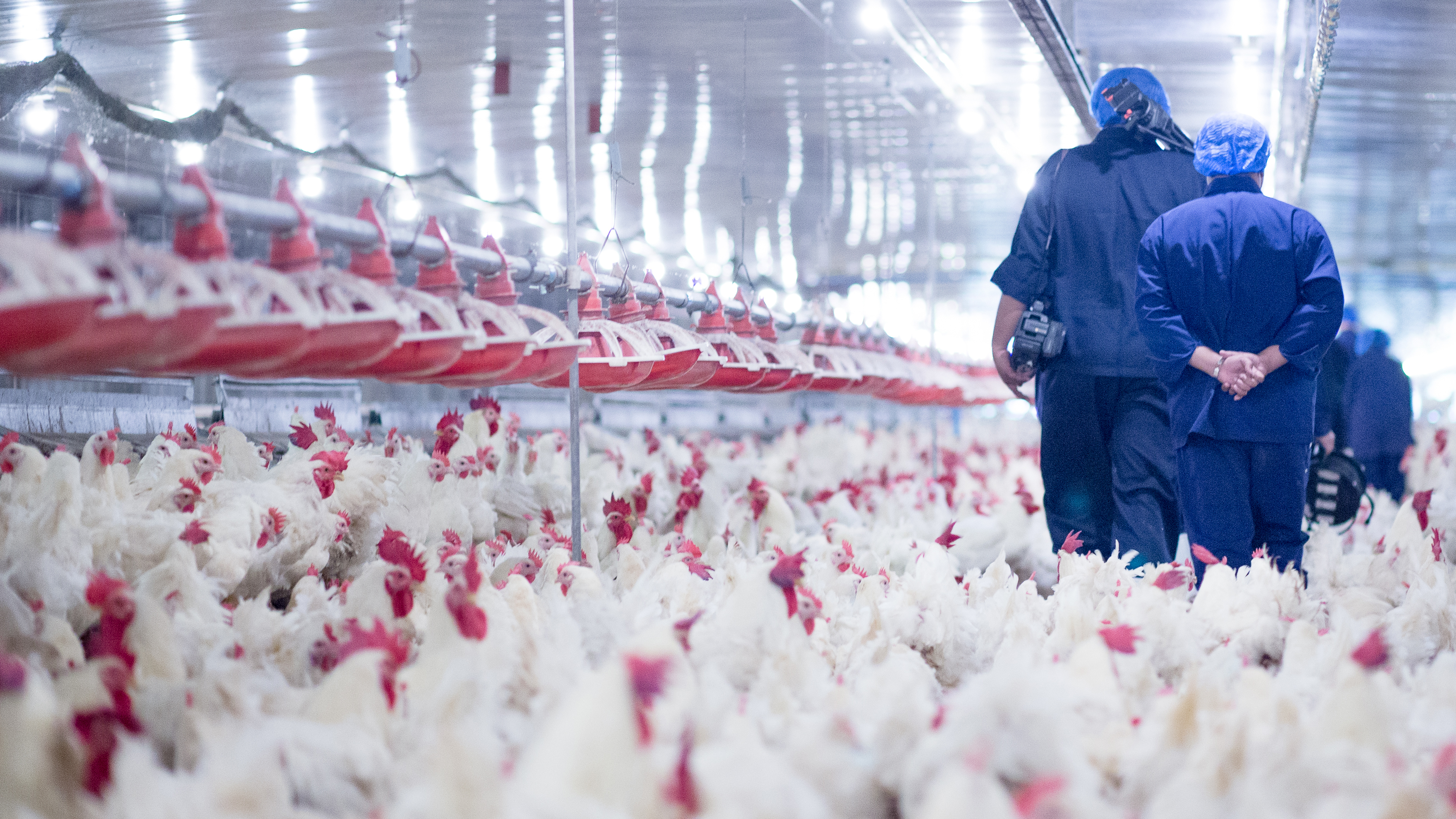 SMART Broiler: Improved welfare means better margins | WATTPoultry.com
