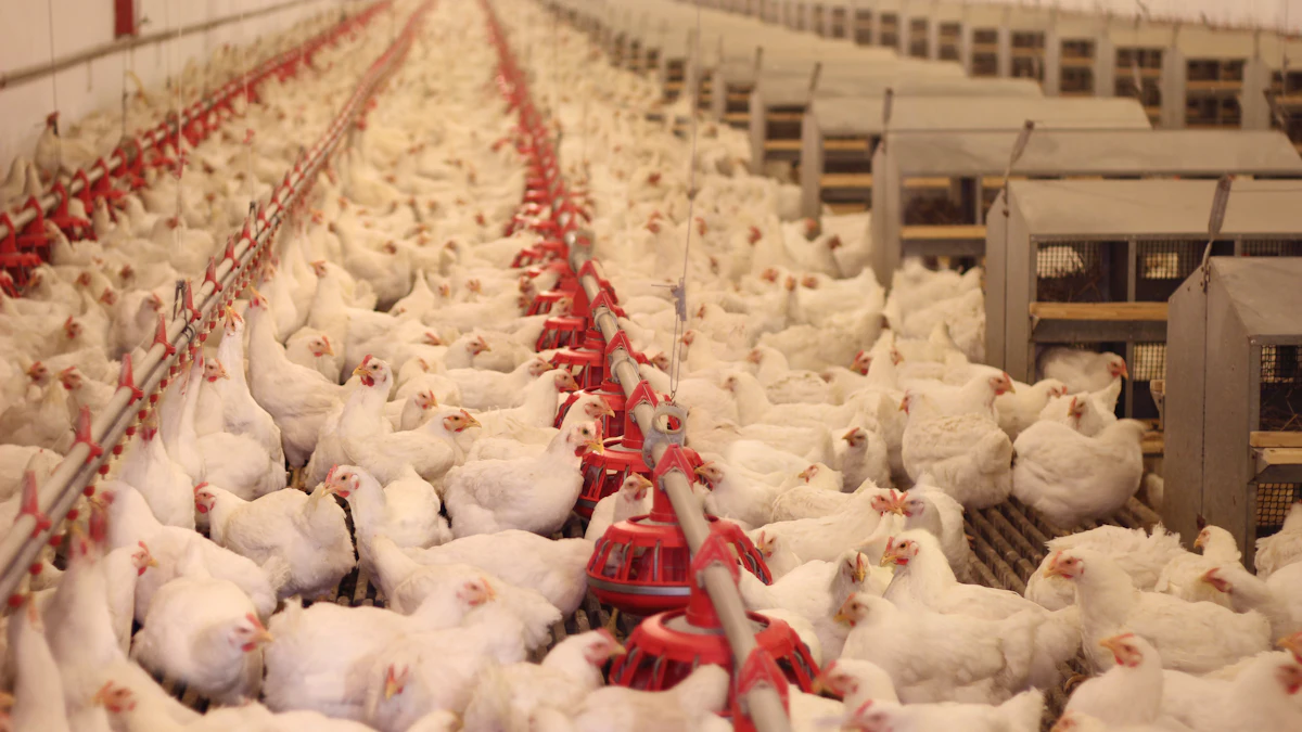 Layered Database Annual NC egg layer production test reveals top performers ...