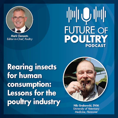 Rearing insects for human consumption: Lessons for the poultry industry ...