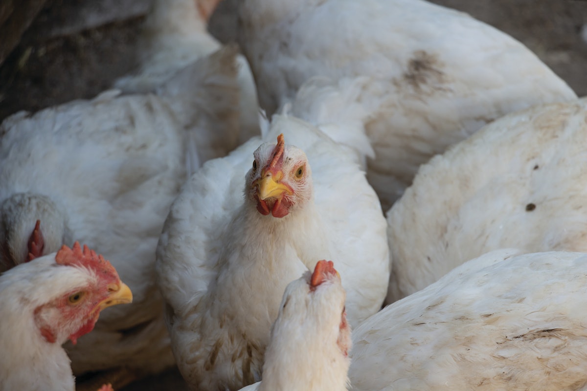 US-RSPE guide supports broiler, turkey sustainability
