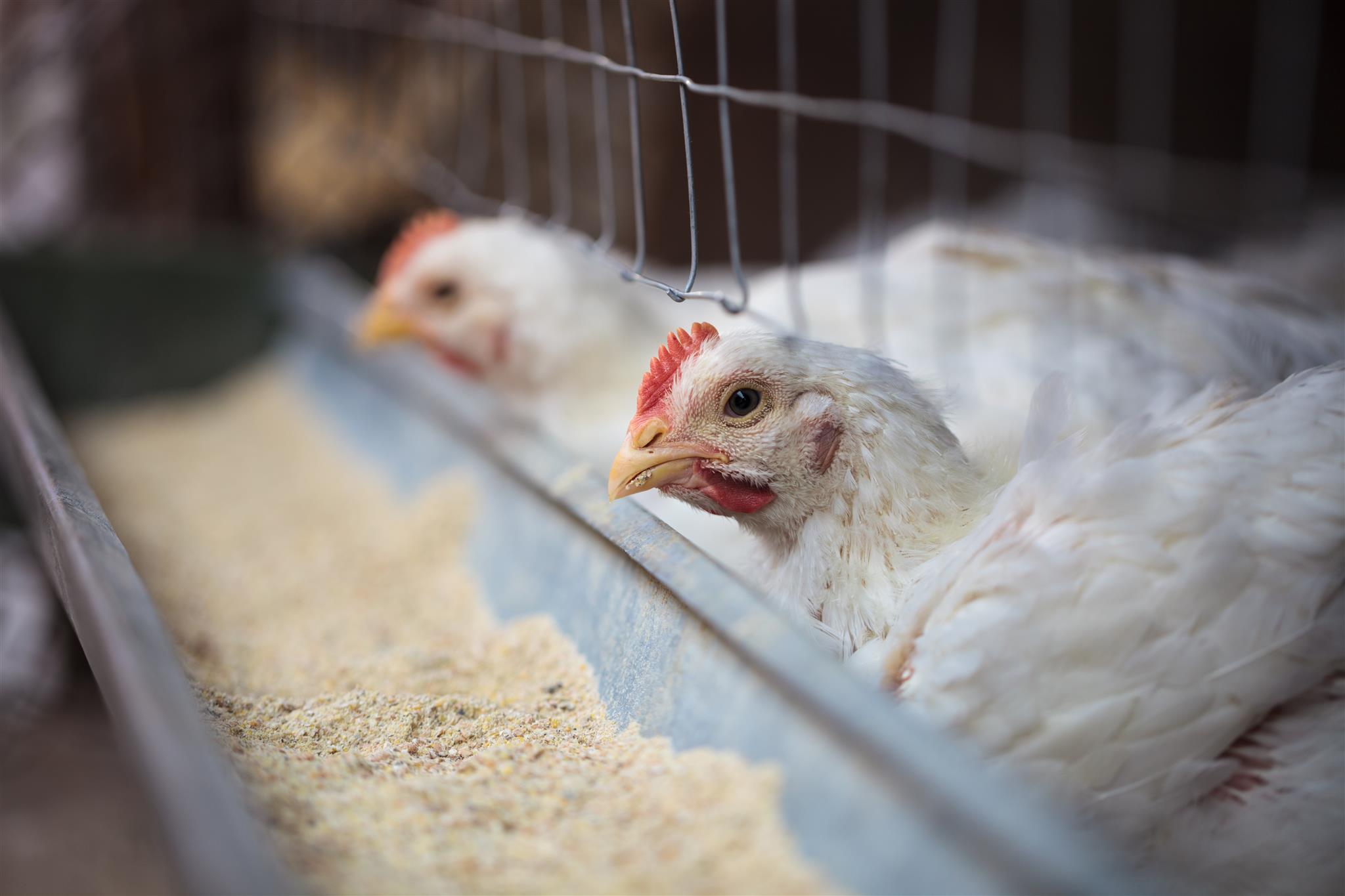 Gene-edited layers could eliminate male chick culling | WATTPoultry.com
