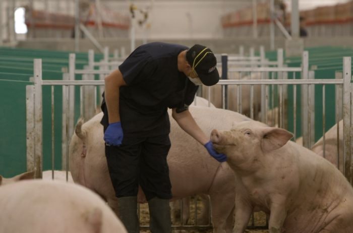 Maple Leaf shareholders approve Canada Packers spinoff