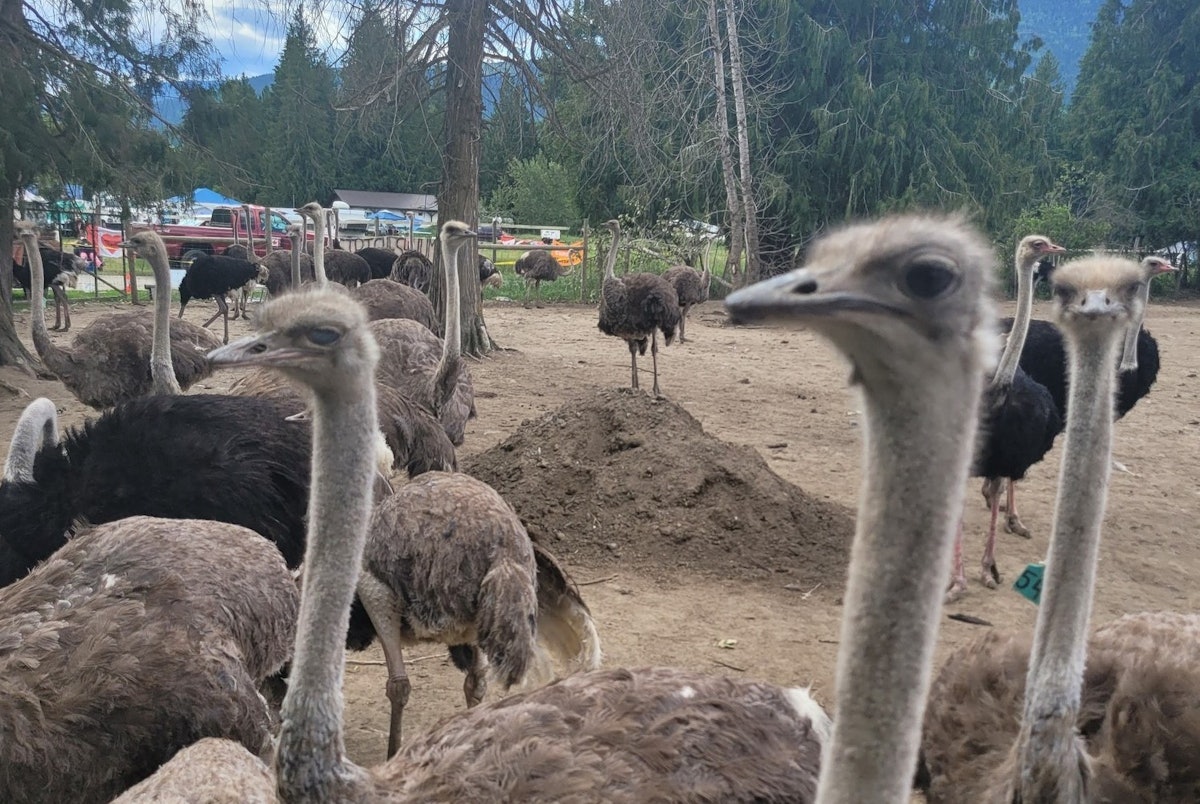 Conflict over ostriches and avian flu drags on in Canada