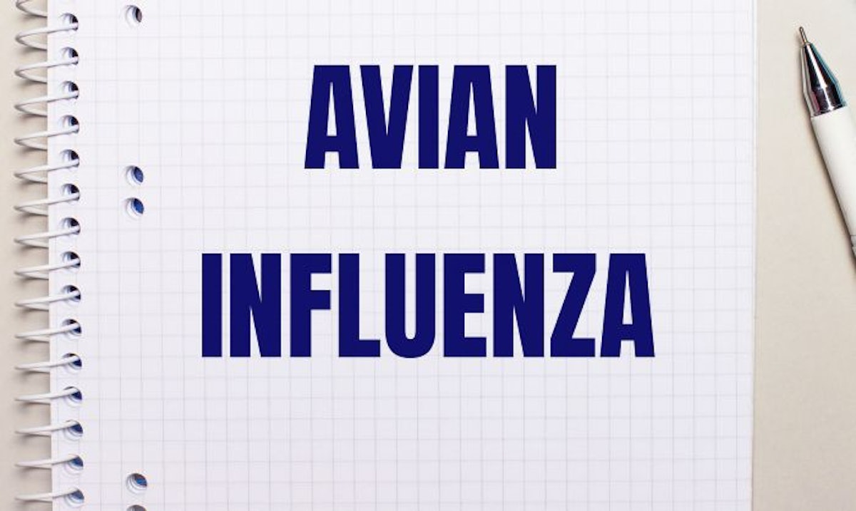 Start of summer sees few avian flu outbreaks in European poultry