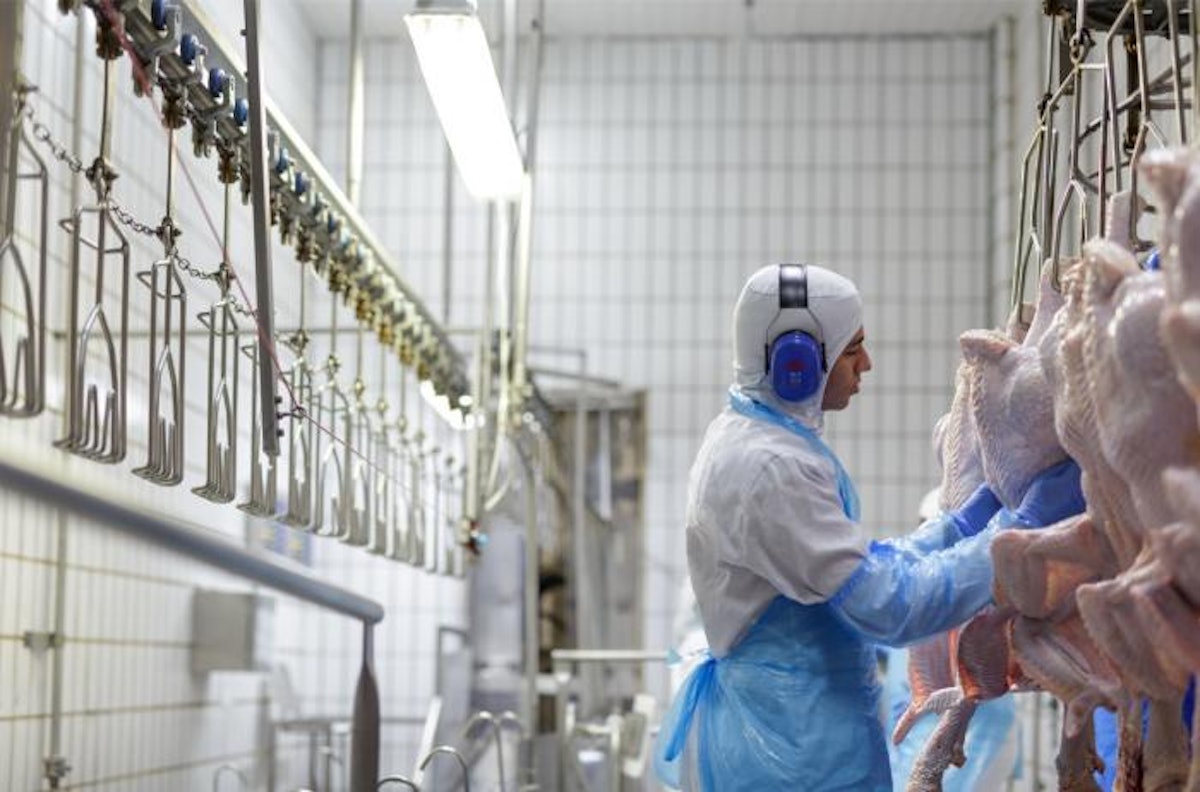 Trade bans on Brazilian poultry hit BRF in second quarter