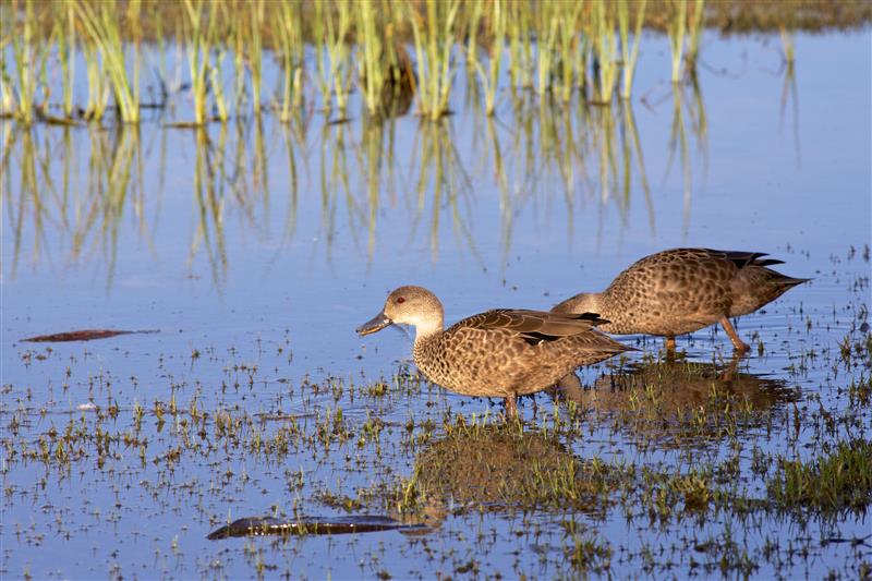 Cerise_angelic sex very tiny for me, but she is nice,