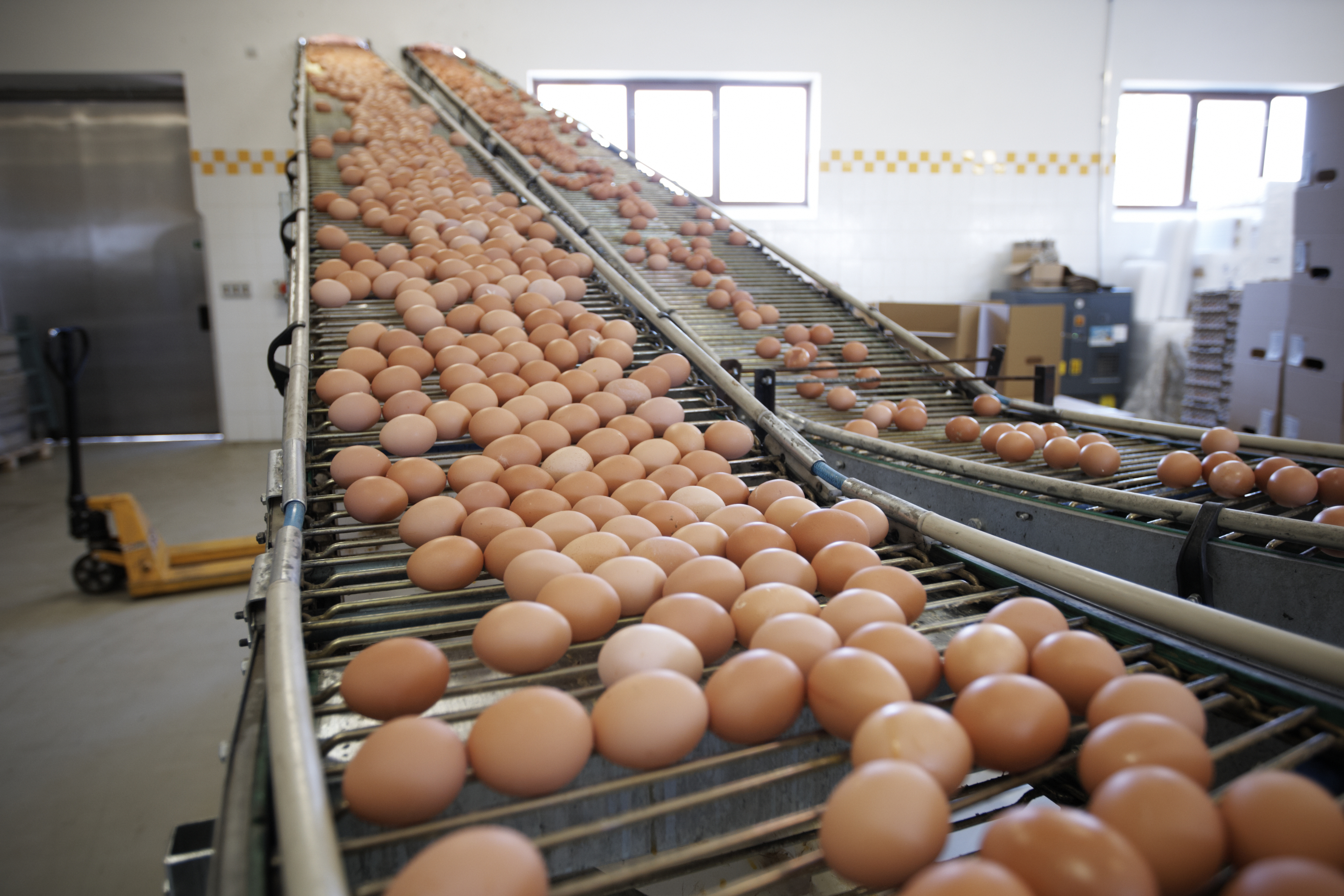 Brown Eggs Conveyor Belt