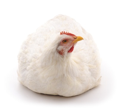 White Chicken On White Bkgrnd 1