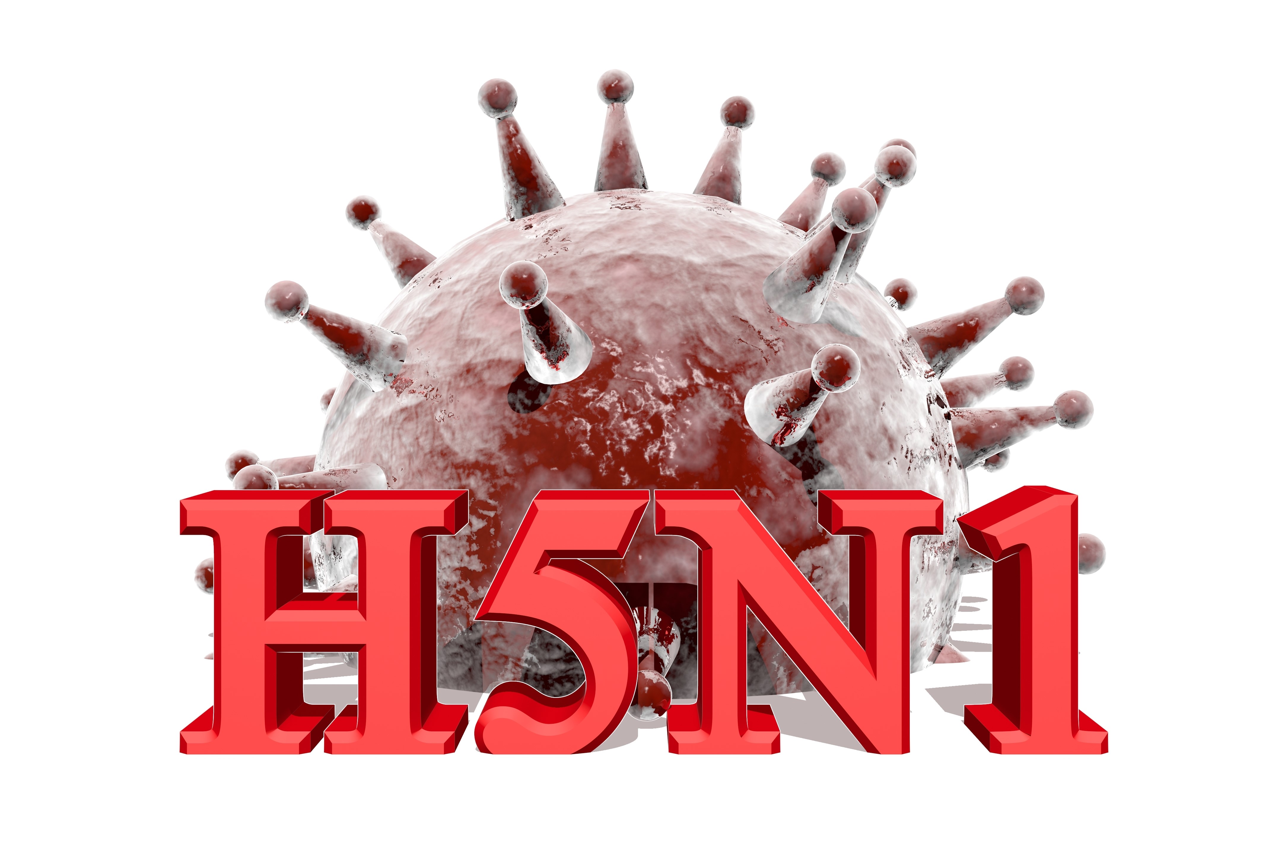 Avian Flu H5 N1