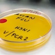 Avian Influenza H5 N1 Petri Dish