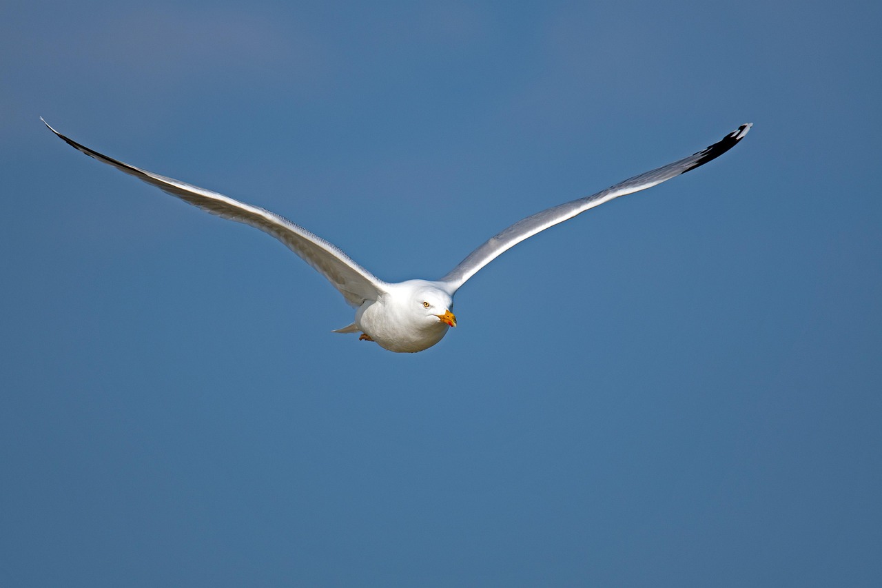 Herring Gull