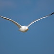 Herring Gull