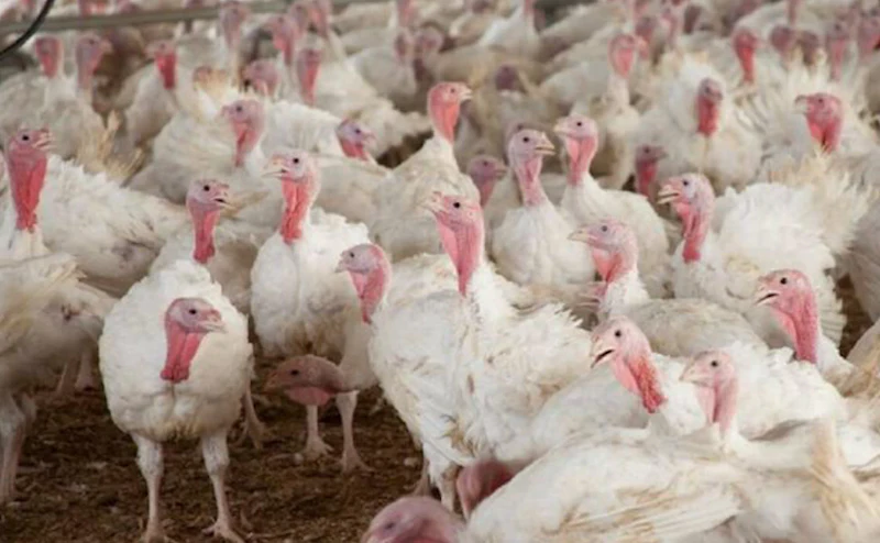 Iowa Turkey 42,000 turkeys lost in Iowa avian influenza case | WATTPoultry.com