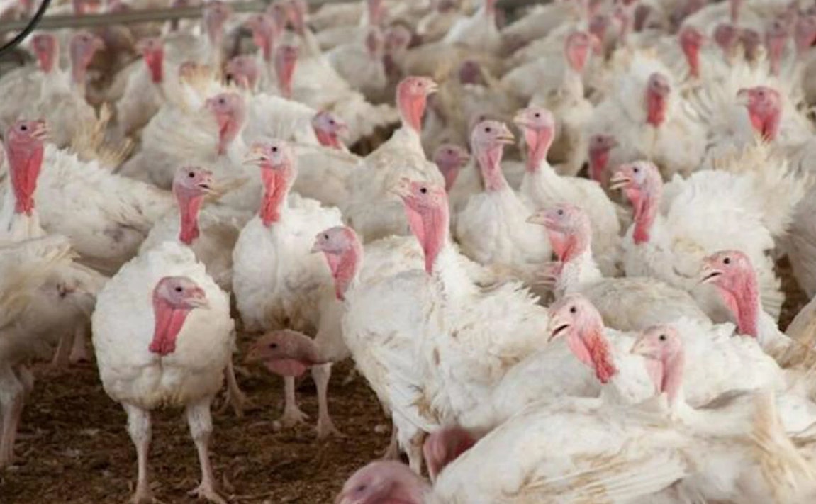 42,000 turkeys lost in Iowa avian influenza case