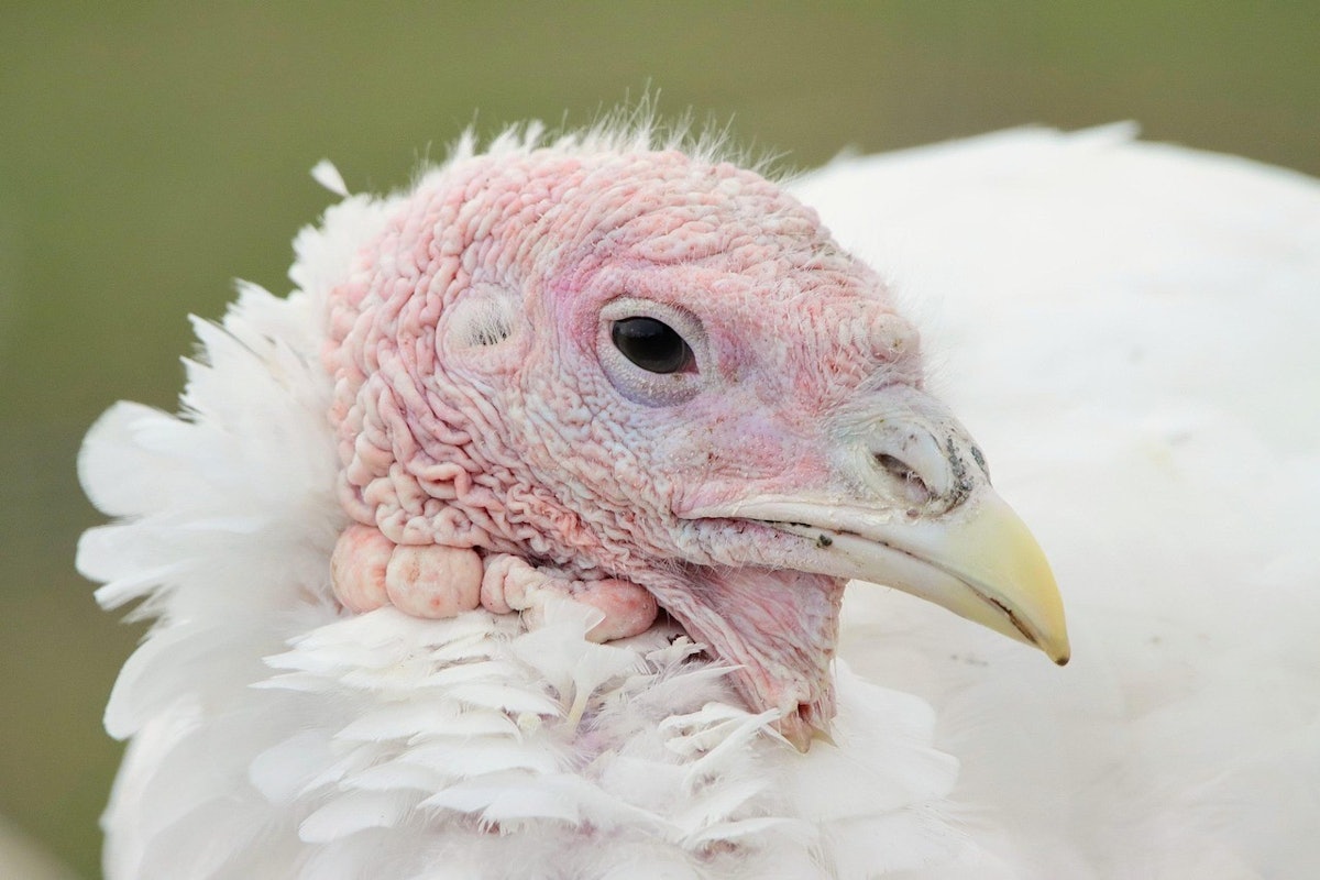More turkeys lost to HPAI in Minnesota, South Dakota
