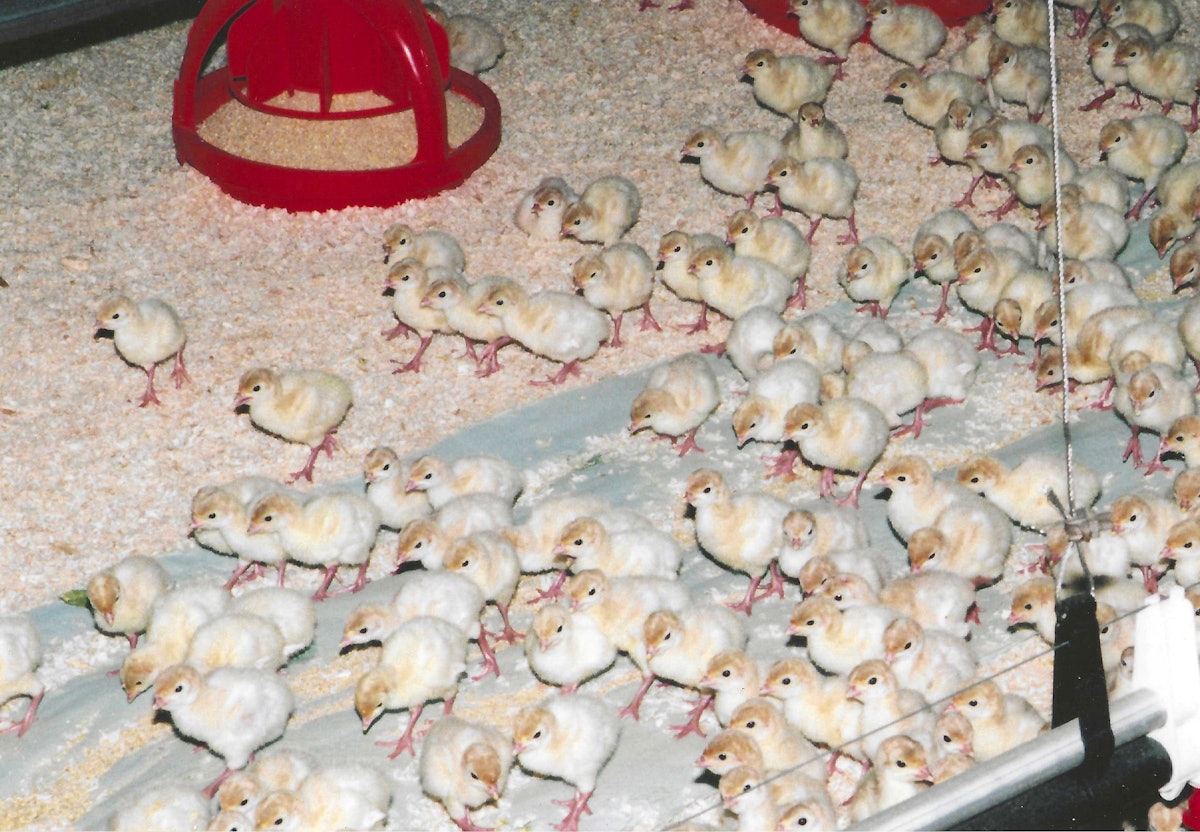 Fewer turkeys raised and fewer processing plants in the US