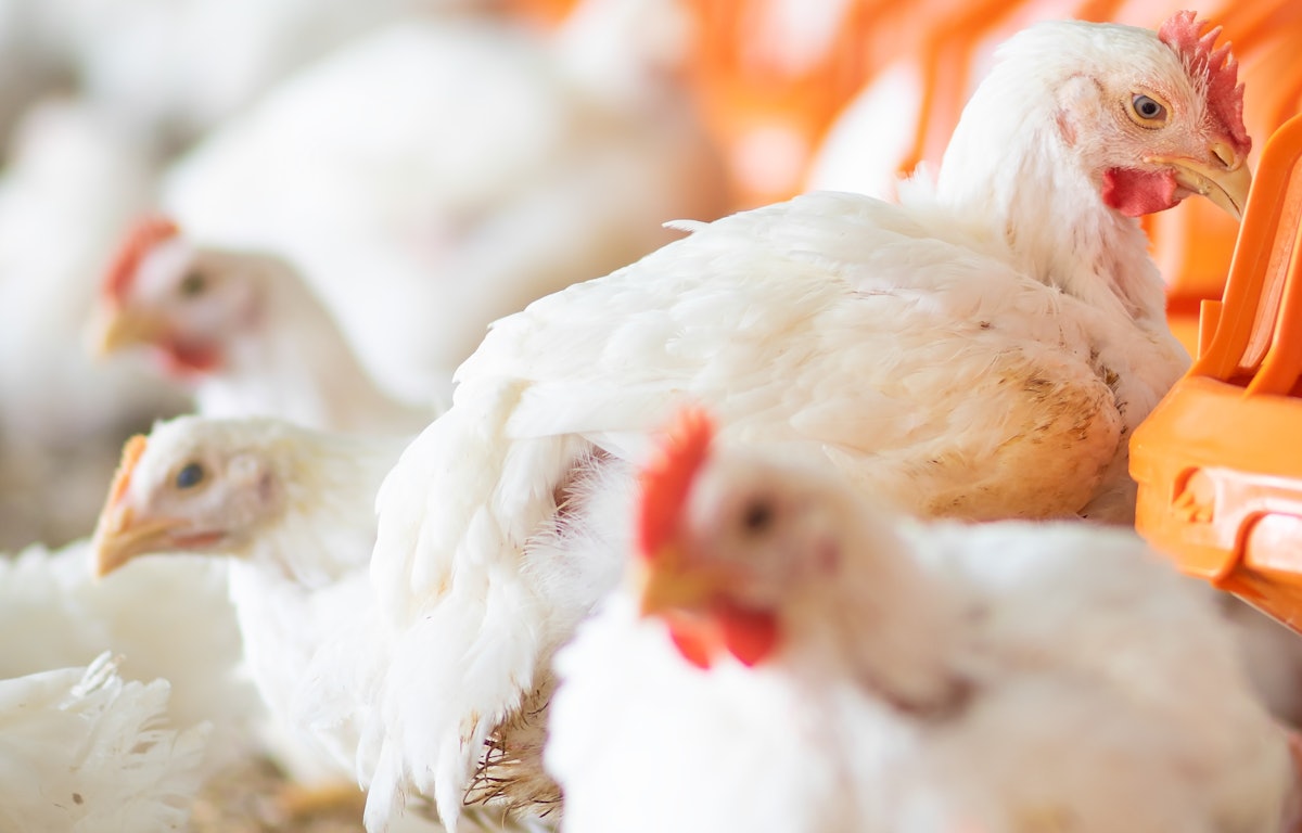 Canadian chicken farmers reducing environmental footprint